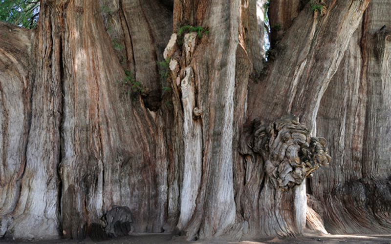 Environmentalist gets married to tree in Mexico