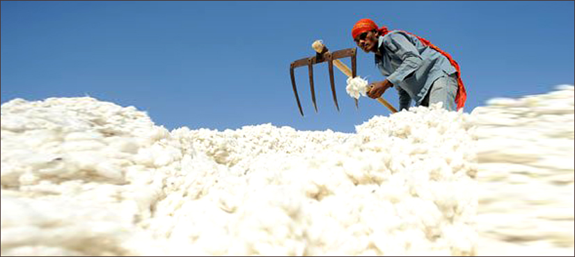 Cotton prices historic increase