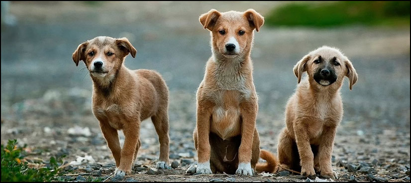 South Korea parliament, dog meat trade ban