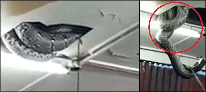 snake falls roof