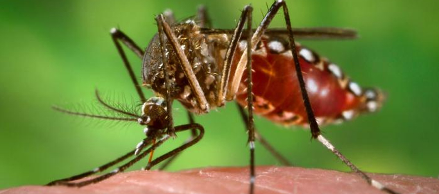 WHO, Chikungunya