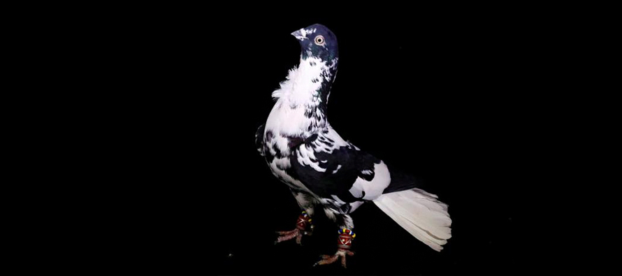pigeons