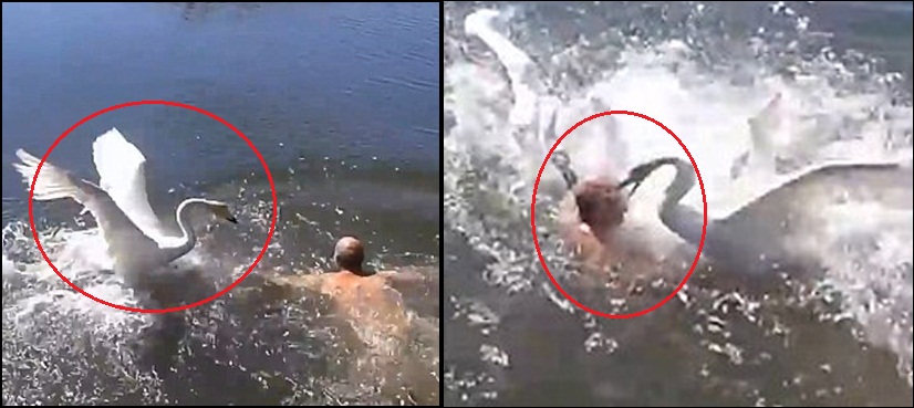 two swans attack man