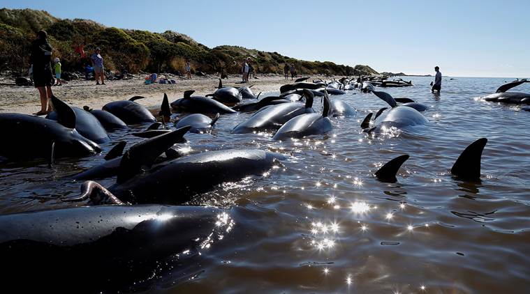 pilot whales stranded, Australia, half feared dead