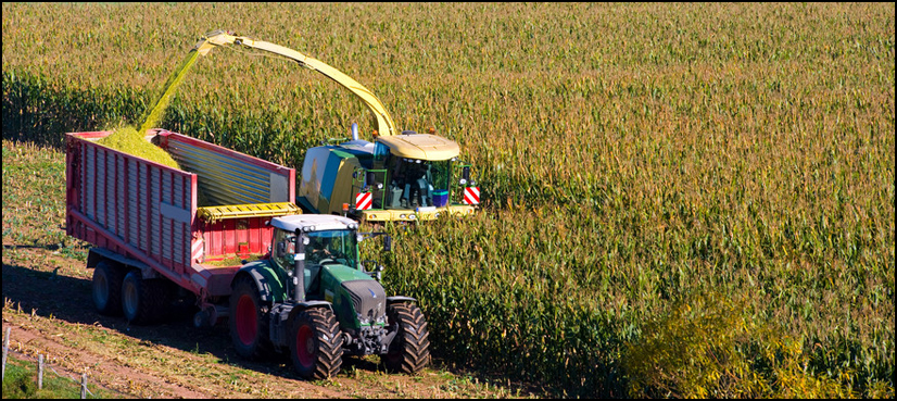 Mexico, GMO corn ban, United States