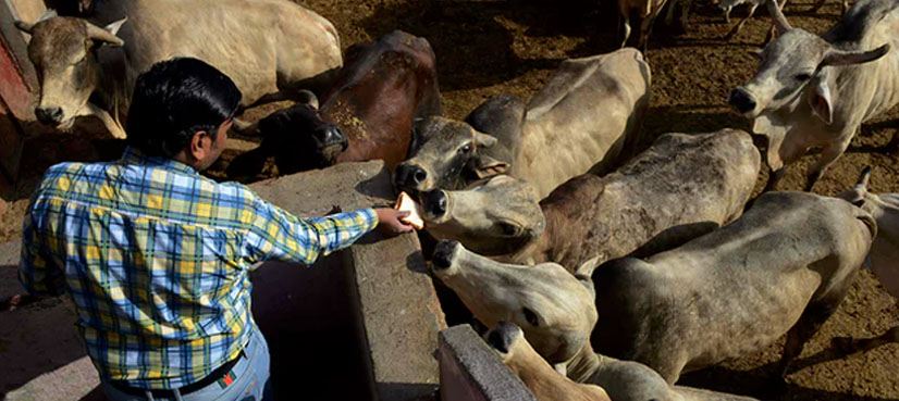 cow theft