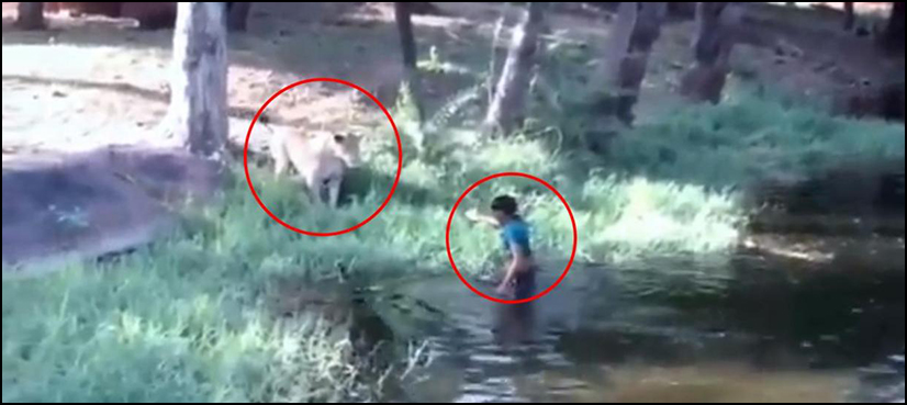 Man jumps lion cage