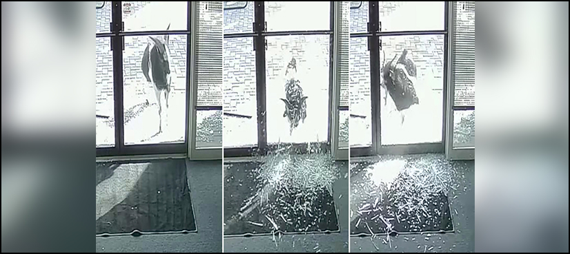 Goat smash door