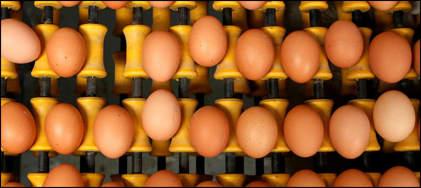 eggs