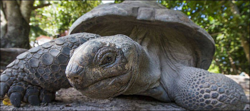 giant tortoise