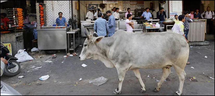 cow