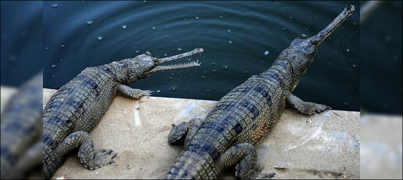 crocodile