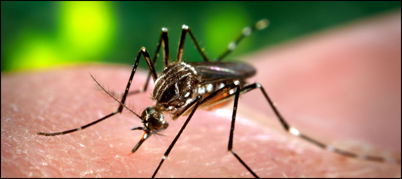 dengue fever