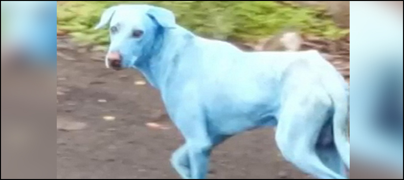 Blue dog mumbai