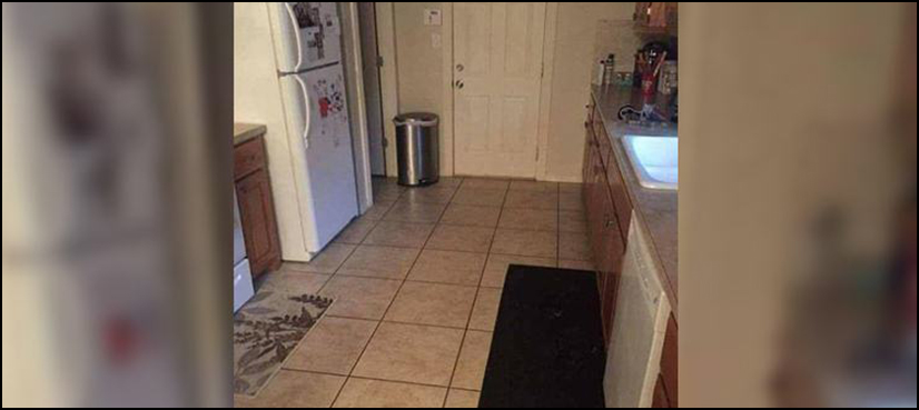 Can you spot dog