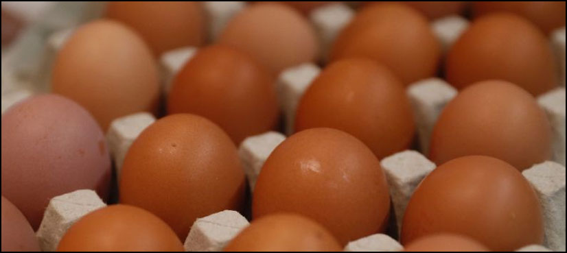 20 tonnes eggs