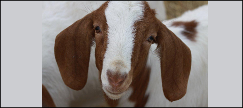 goat