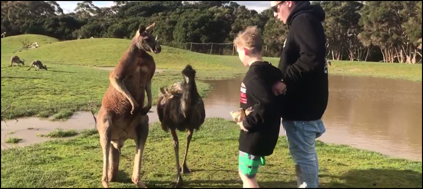 Kangaroo