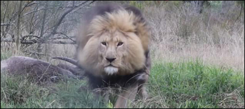 Lion