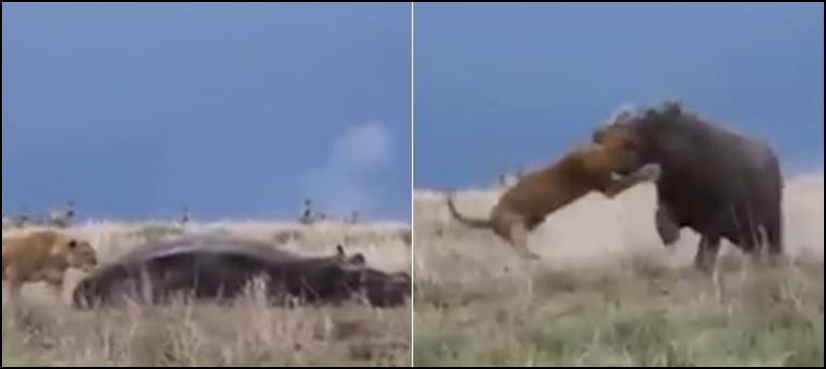 Lion