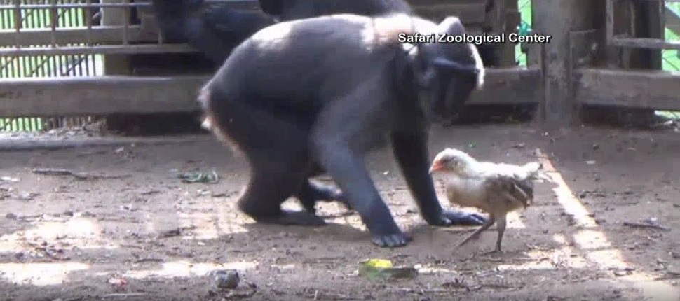 monkey