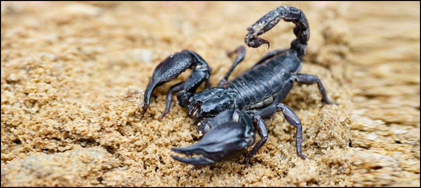 Scorpion