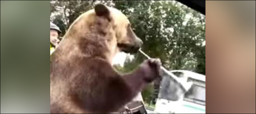 bear riding
