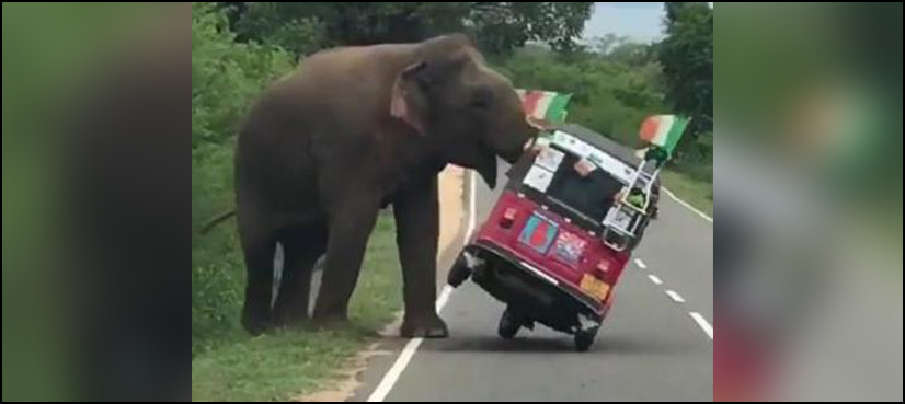 elephant