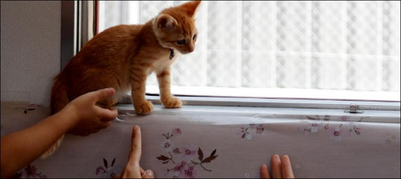 cats