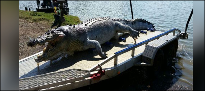 crocodile