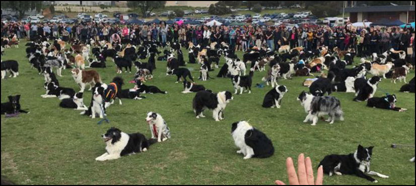Dog Adelaide