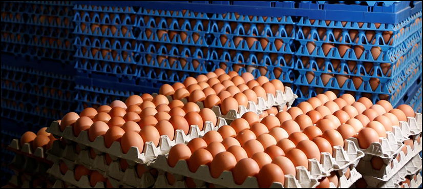contaminated eggs
