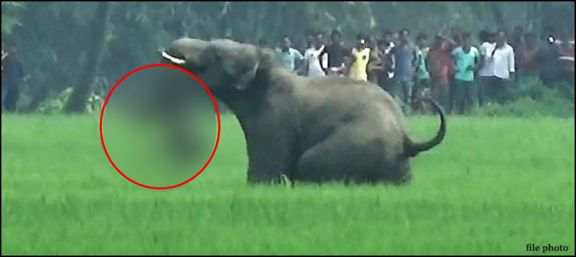 Wild elephants,rohingya