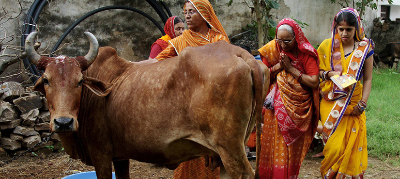 cow vigilantes