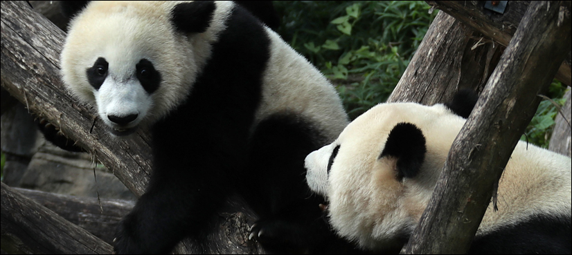 panda