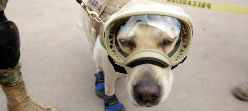 rescue dog