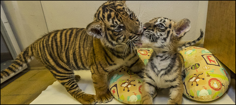 Bengal tiger
