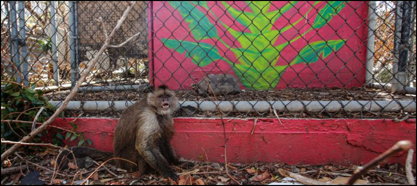 Zoo Irma