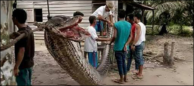 Python