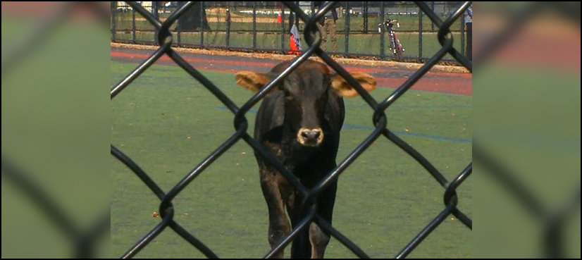 New York bull