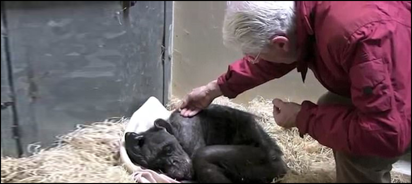 chimpanzee Mama