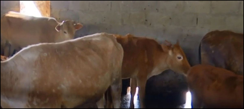 mutant cow fifth leg