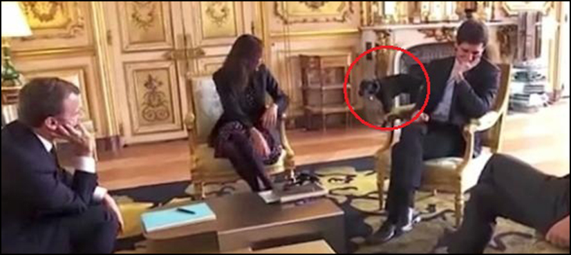 French president dog