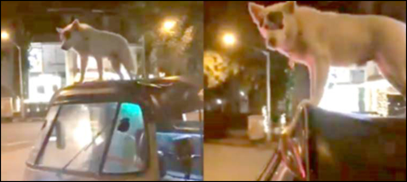 Sultan dog mumbai