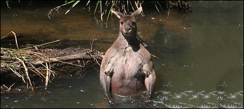 kangaroo