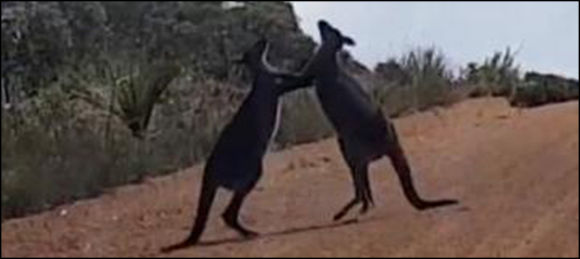 kangaroo fight