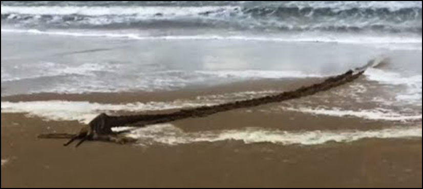 sea monster