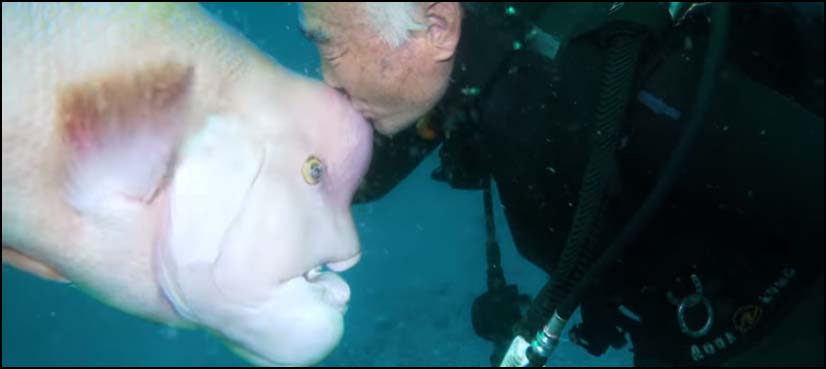 Scuba diver