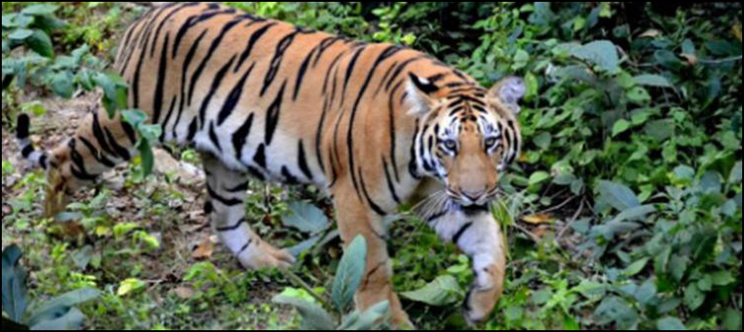 India tiger