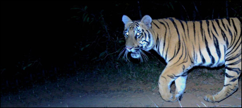 Tigress Kismat